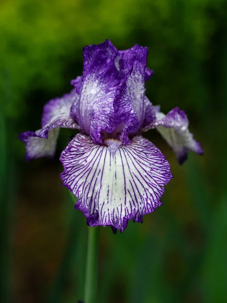 Vacker Iris Blomma Suddig Grön Naturlig Bakgrund Trädgård Madrid Spanien — Stockfoto