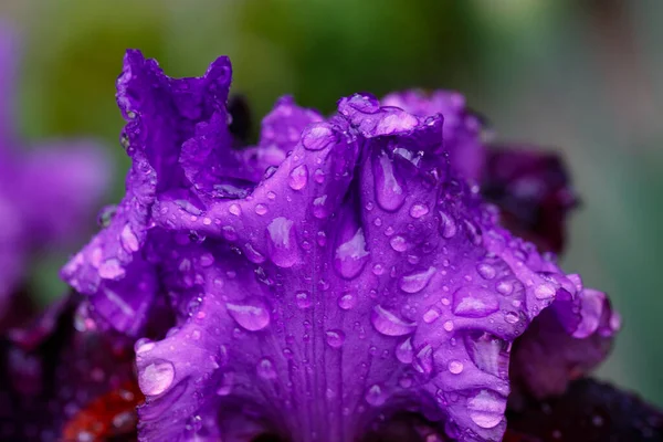 Beautiful Iris Flower Blurred Green Natural Background Garden Madrid Spain — Stock Photo, Image