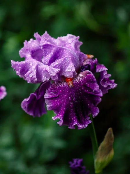 Hermosa Flor Iris Sobre Fondo Natural Verde Borroso Jardín Madrid —  Fotos de Stock