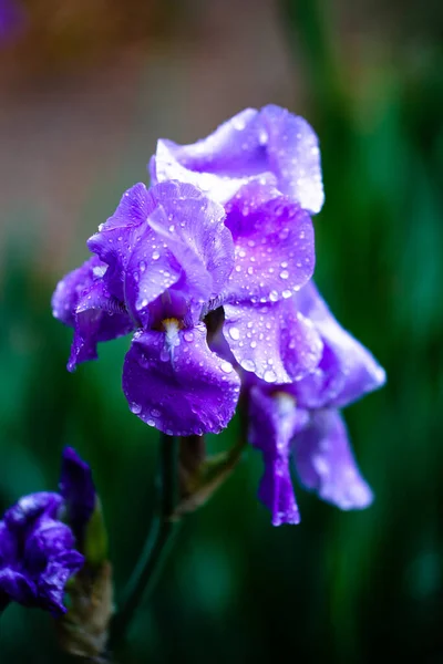 Prachtige Irisbloem Een Wazig Groene Achtergrond Een Tuin Madrid Spanje — Stockfoto