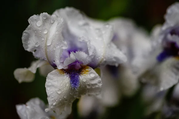 Prachtige Irisbloem Een Wazig Groene Achtergrond Een Tuin Madrid Spanje — Stockfoto