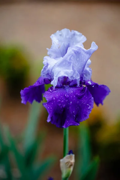 Piękny Kwiat Tęczówki Rozmytym Zielonym Naturalnym Tle Ogrodzie Madrycie Hiszpania — Zdjęcie stockowe