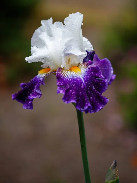 Hermosa Flor Iris Sobre Fondo Natural Verde Borroso Jardín Madrid — Foto de Stock