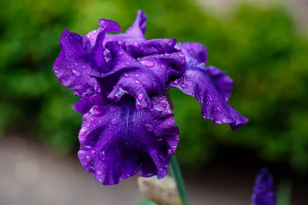 Schöne Irisblüte Auf Einem Verschwommenen Grünen Hintergrund Einem Garten Madrid — Stockfoto