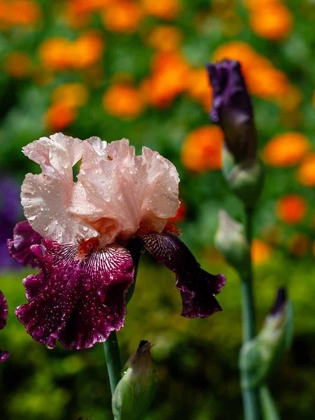 Piękny Kwiat Tęczówki Rozmytym Zielonym Naturalnym Tle Ogrodzie Madrycie Hiszpania — Zdjęcie stockowe
