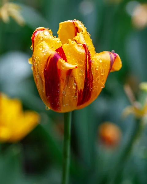 Tulip Flower Garden Madrid — Stock Photo, Image