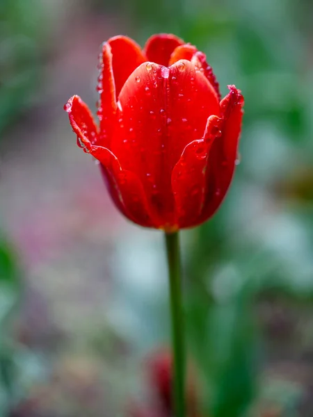 Tulipan Kwiat Ogrodzie Madrycie — Zdjęcie stockowe