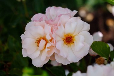 Madrid 'de bir bahçede yetişen güller.