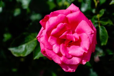 Madrid 'de bir bahçede yetişen güller.