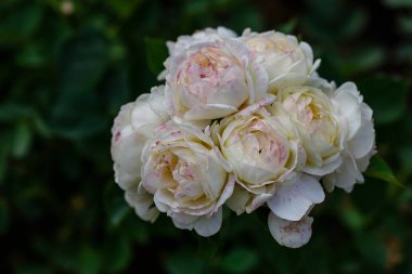 Madrid 'de bir bahçede yetişen güller.