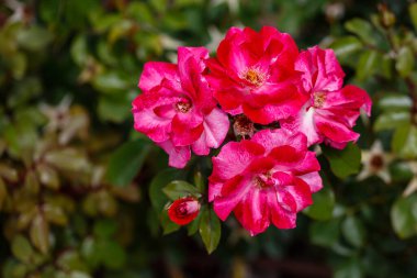 Madrid 'de bir bahçede yetişen güller.