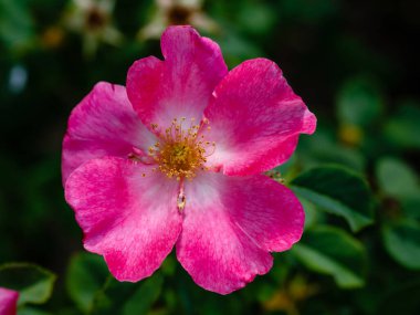 Madrid 'de bir bahçede yetişen güller.