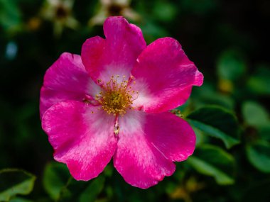 Madrid 'de bir bahçede yetişen güller.