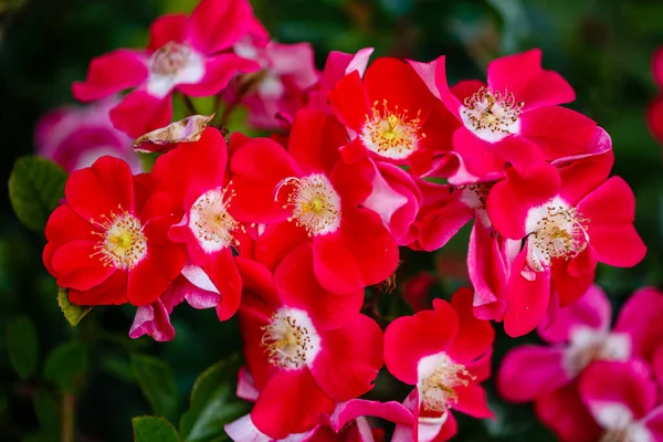 Madrid 'de bir bahçede yetişen güller.