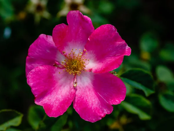 Madrid 'de bir bahçede yetişen güller.