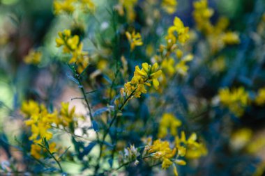 Canencia Çayırı 'ndaki manzara