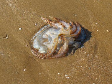 İspanya 'nın Huelva, Canela Adası' ndaki kumsalda ölü denizanası.