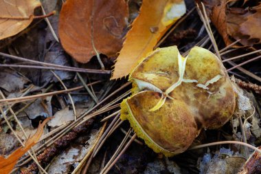 Castanar de El Tiemblo İspanya 'nın orta kesiminde kestane ağaçlarının ilgi odağı olduğu korunan bir bölgedir..