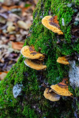 Castanar de El Tiemblo İspanya 'nın orta kesiminde kestane ağaçlarının ilgi odağı olduğu korunan bir bölgedir..
