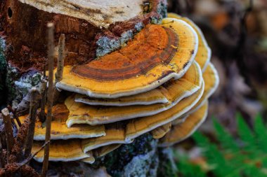 Castanar de El Tiemblo İspanya 'nın orta kesiminde kestane ağaçlarının ilgi odağı olduğu korunan bir bölgedir..