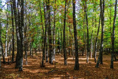 Castanar de El Tiemblo İspanya 'nın orta kesiminde kestane ağaçlarının ilgi odağı olduğu korunan bir bölgedir..