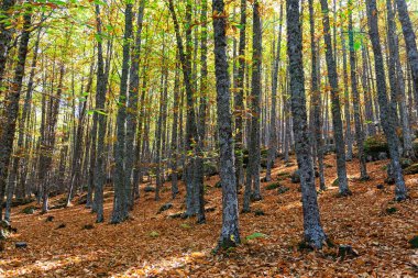 Castanar de El Tiemblo İspanya 'nın orta kesiminde kestane ağaçlarının ilgi odağı olduğu korunan bir bölgedir..