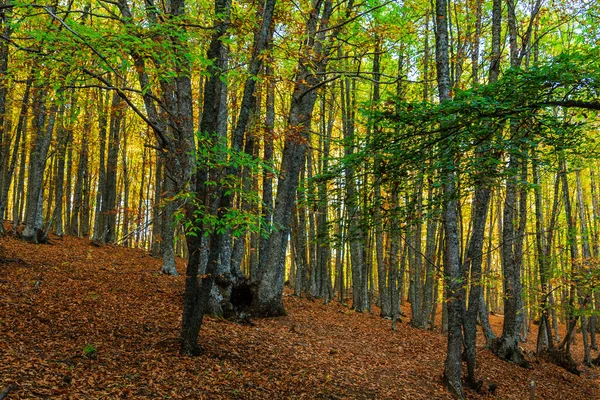 Castanar de El Tiemblo İspanya 'nın orta kesiminde kestane ağaçlarının ilgi odağı olduğu korunan bir bölgedir..