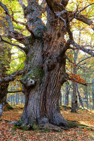 The Castanar de El Tiemblo is a protected area in central Spain where the chestnut trees are the main attraction.