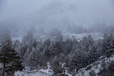 Çam dalları büyük miktarda karla kaplıdır..