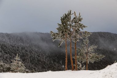 Çam dalları büyük miktarda karla kaplıdır..