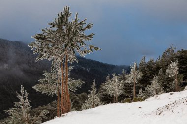 Çam dalları büyük miktarda karla kaplıdır..