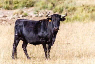 Salamanca, İspanya 'da inekler