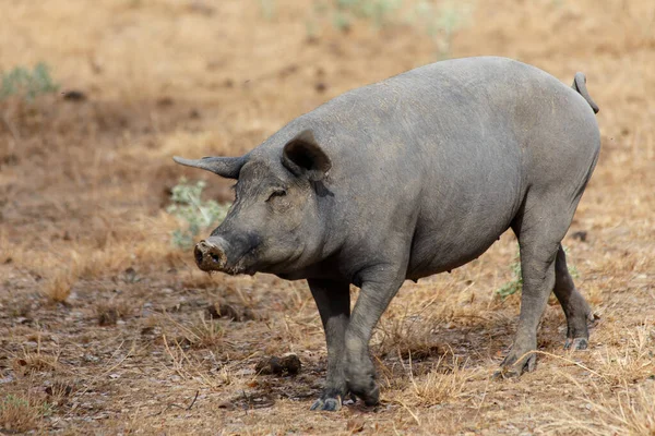 Iberian pigs eating acorns in the oak field in Salamanca, Spain