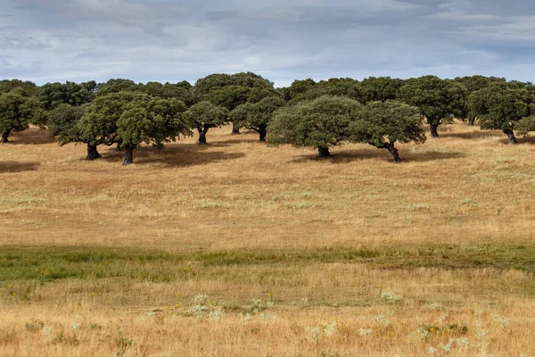 Αγελάδες Στα Χωράφια Της Σαλαμάνκα Ισπανία — Φωτογραφία Αρχείου