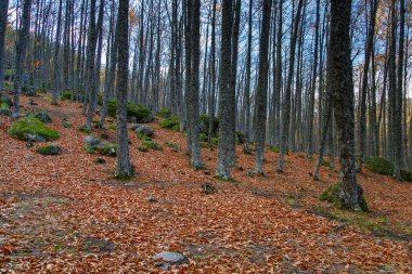 Tiemblo Avila 'daki Kestane Ormanı