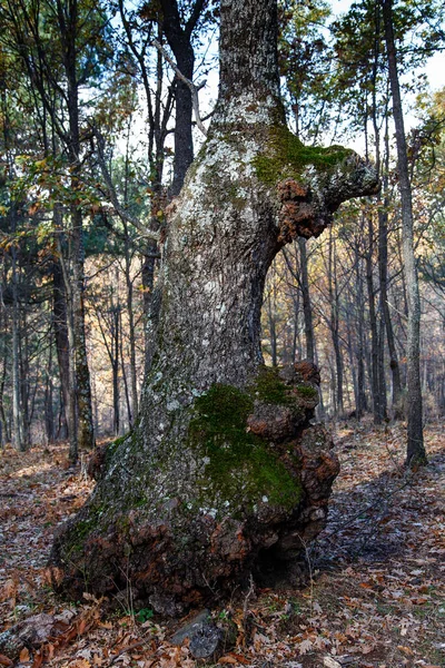 Forêt Châtaigniers Dans Tiemblo Avila — Photo