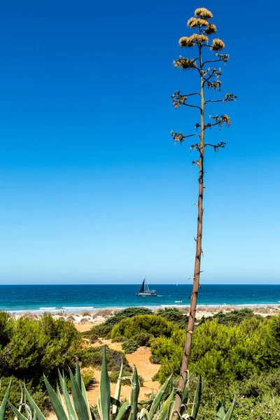 Barcos Recreo Que Pasan Frente Playa Barrosa Sancti Petri Cádiz —  Fotos de Stock