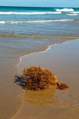 La Barrosa plajı, sular çekildiğinde, Sancti Petri, Chiclana de la Frontera, Cadiz, İspanya
