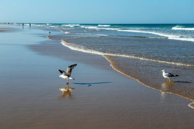Cadiz 'in Chiclana de la Frontera kasabasındaki Sancti Petri' deki La Barrosa plajında gün doğumunda görülen martılar.
