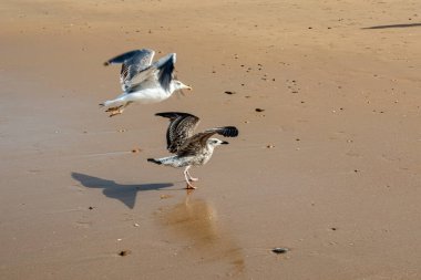 Cadiz 'in Chiclana de la Frontera kasabasındaki Sancti Petri' deki La Barrosa plajında gün doğumunda görülen martılar.