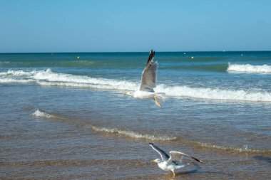 Cadiz 'in Chiclana de la Frontera kasabasındaki Sancti Petri' deki La Barrosa plajında gün doğumunda görülen martılar.