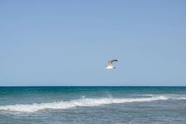 位于Cadiz的Chiclana Frontera镇Sancti Petri的La Barrosa海滩上的海鸥 日出时可以看到 — 图库照片