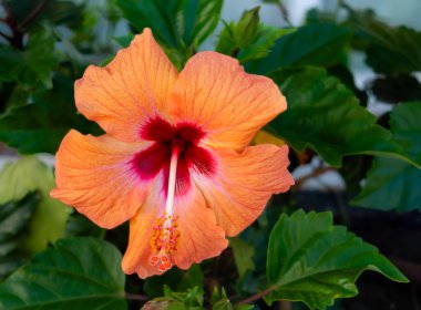 bir bahçede yetişen bitkiler.