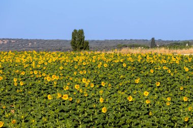 İspanya, Salamanca 'da ayçiçeği yağı üretimi için ayçiçeği tarlası