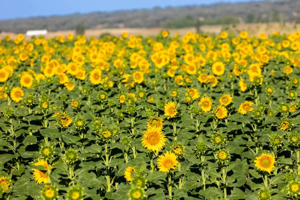 Sonnenblumenfeld Zur Herstellung Von Sonnenblumenöl Salamanca Spanien — Stockfoto