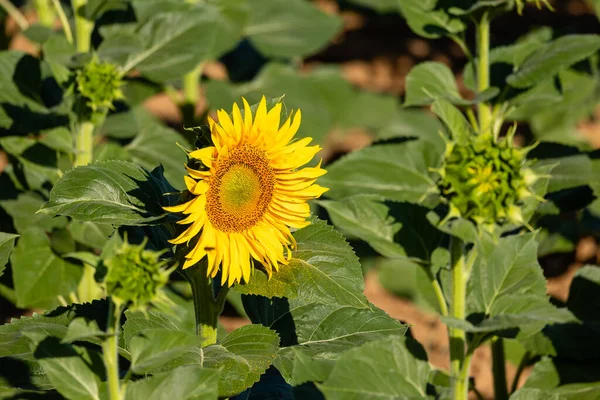 Sonnenblumenfeld Zur Herstellung Von Sonnenblumenöl Salamanca Spanien — Stockfoto