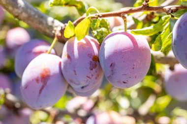 İspanya, Salamanca 'da bir tarladaki ağaç dalında olgun siyah erikler.