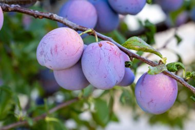 İspanya, Salamanca 'da bir tarladaki ağaç dalında olgun siyah erikler.
