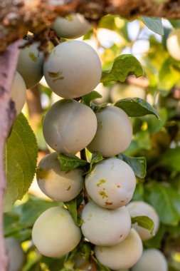 İspanya, Salamanca 'da bir tarlada ağaç dalında olgunlaşmış beyaz erikler.
