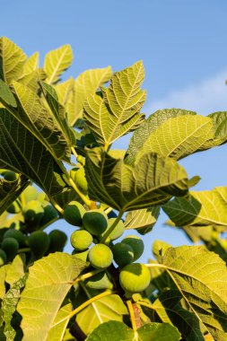 İncir ağacının dalındaki incirler hala olgunlaşmamış, yazın İspanya 'nın Salamanca eyaletinde.